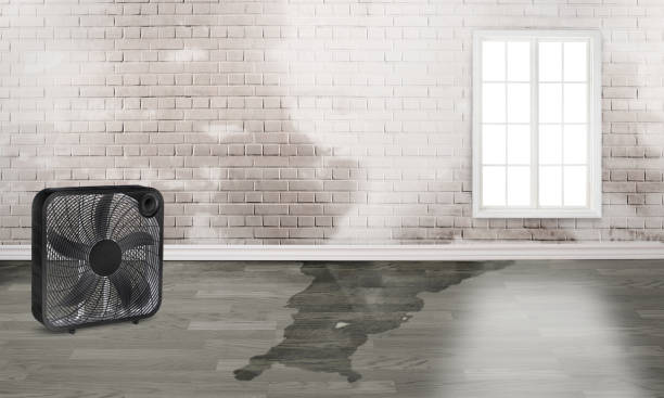 Best Water damage contractors near me  in Brusly, LA